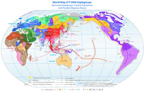 haplogroup|types of haplogroups.